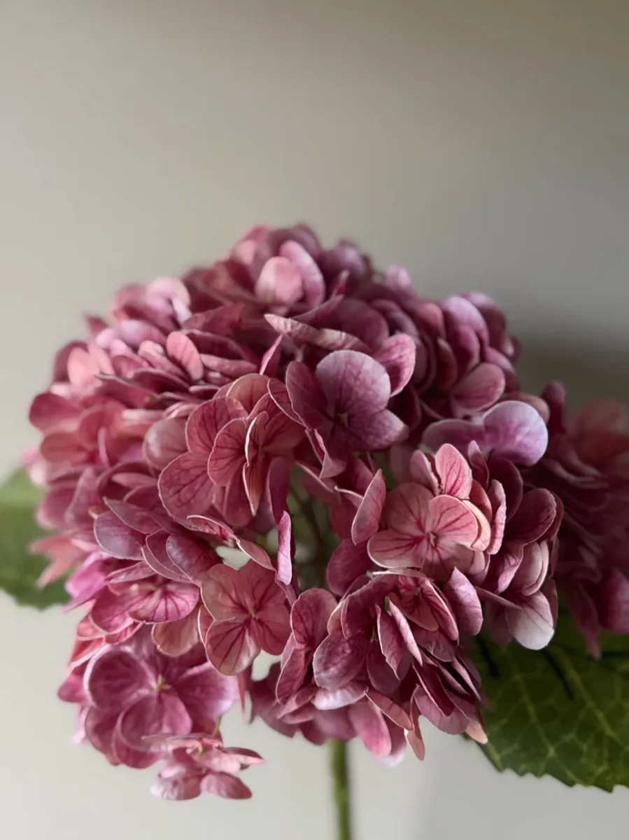 Hortensia Mørk Rosa